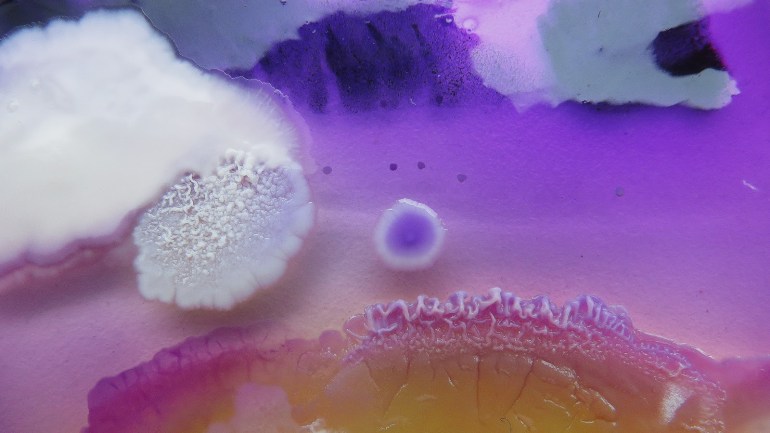 When Mold is looking Fabulous! The Microorganisms Studies of Dasha Plesen