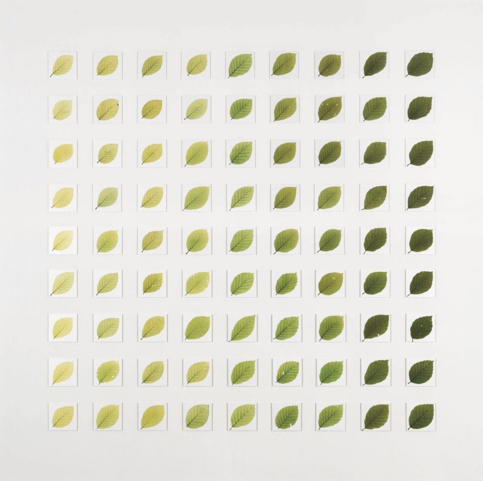 a color study using leaves that are shown in a grid with a gradient of light to dark running from left to right