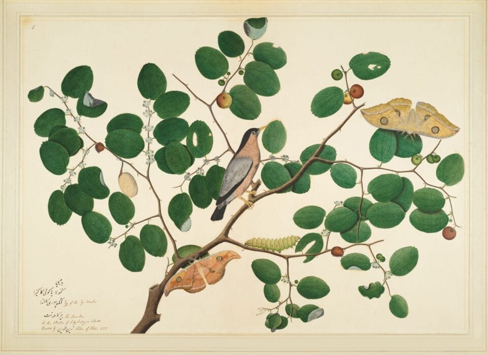 a 19th-century illustration of a bird and moths in an Indian Jujube tree