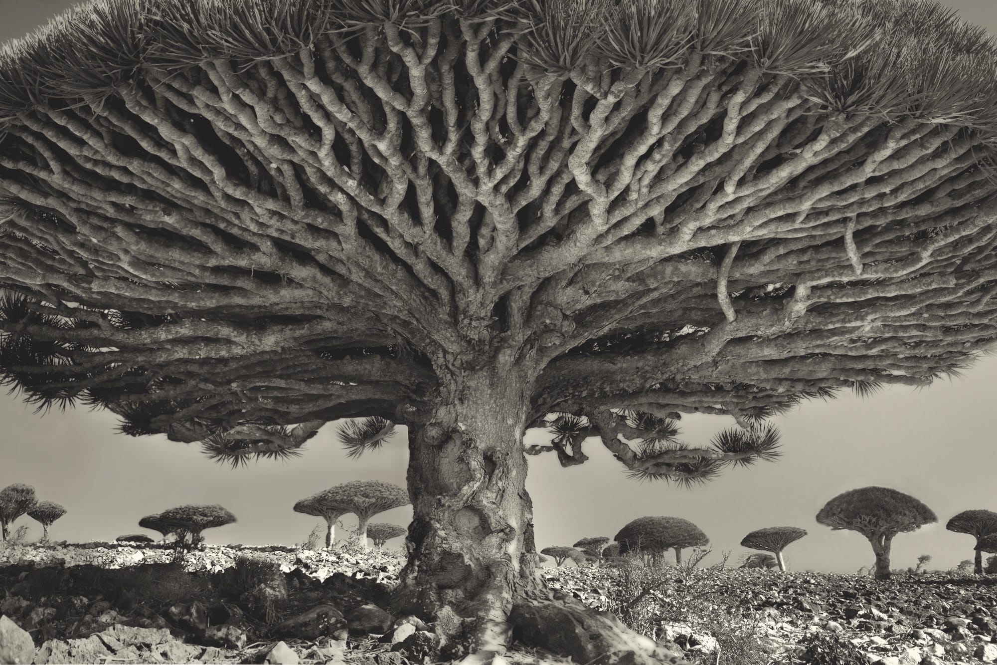 A New Book Branches Out Across 3,500 Years to Explore Our Enchantment with Trees