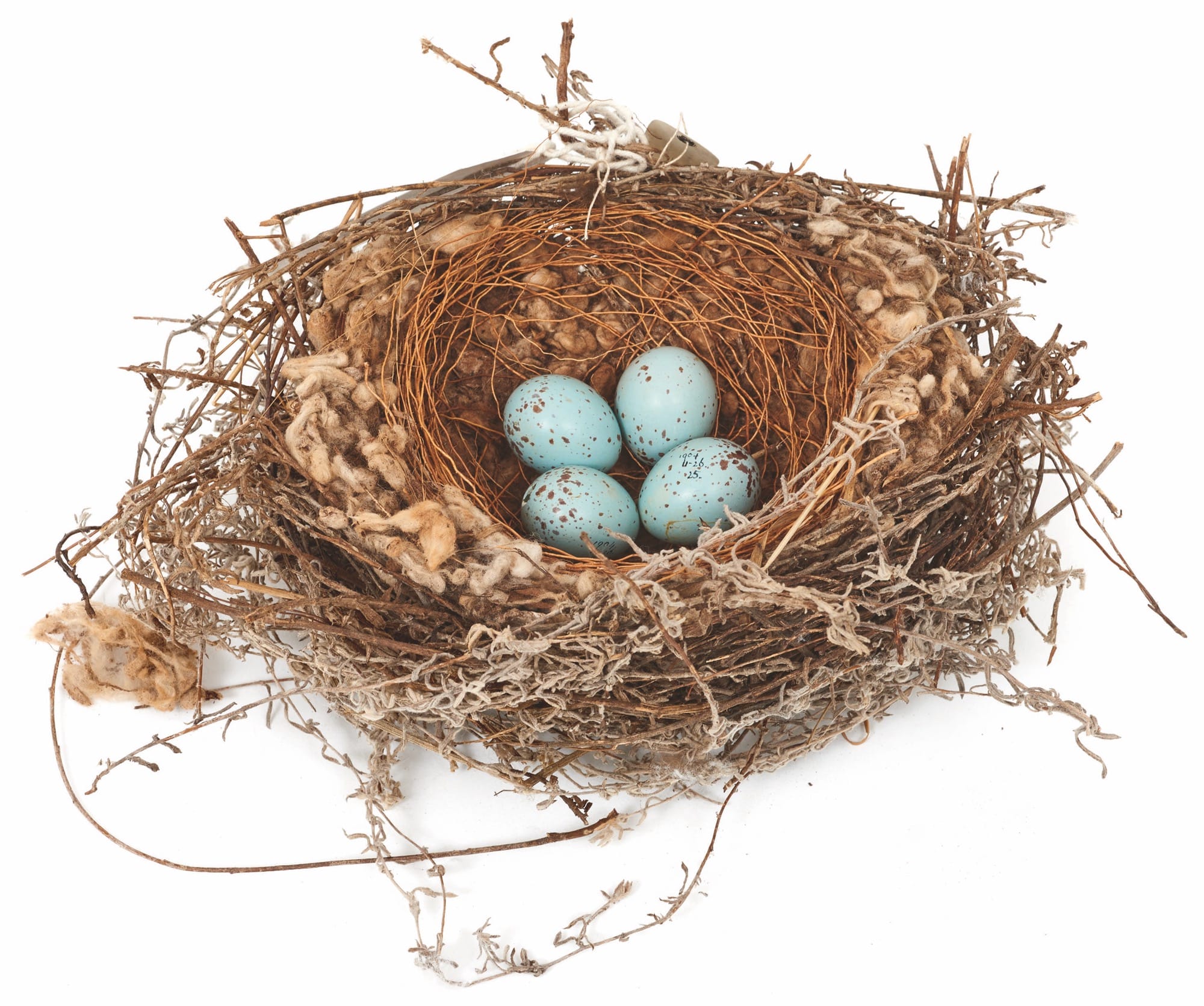 Snuggle Up with the New ‘Smithsonian Handbook of Interesting Bird Nests and Eggs’