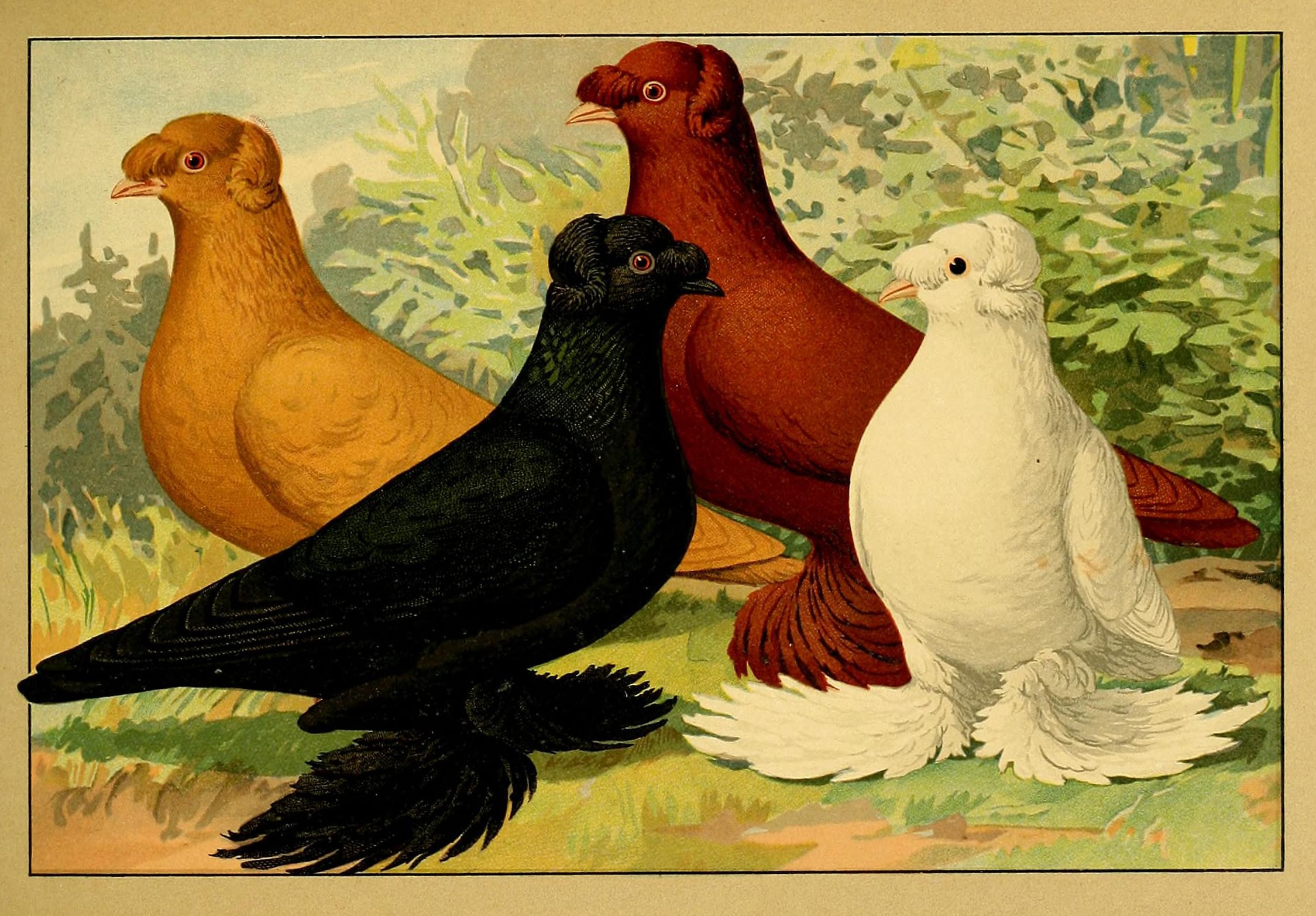 Pigeons Get Pretty in This Historic, Illustrated Profile of Fancy Breeds